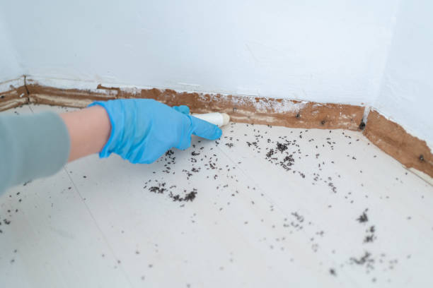 Best Pest Prevention Services  in Union City, OK